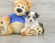 8 week old Aussiechon Puppy For Sale - Pilesgrove Pups