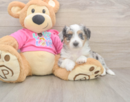 6 week old Aussiechon Puppy For Sale - Pilesgrove Pups