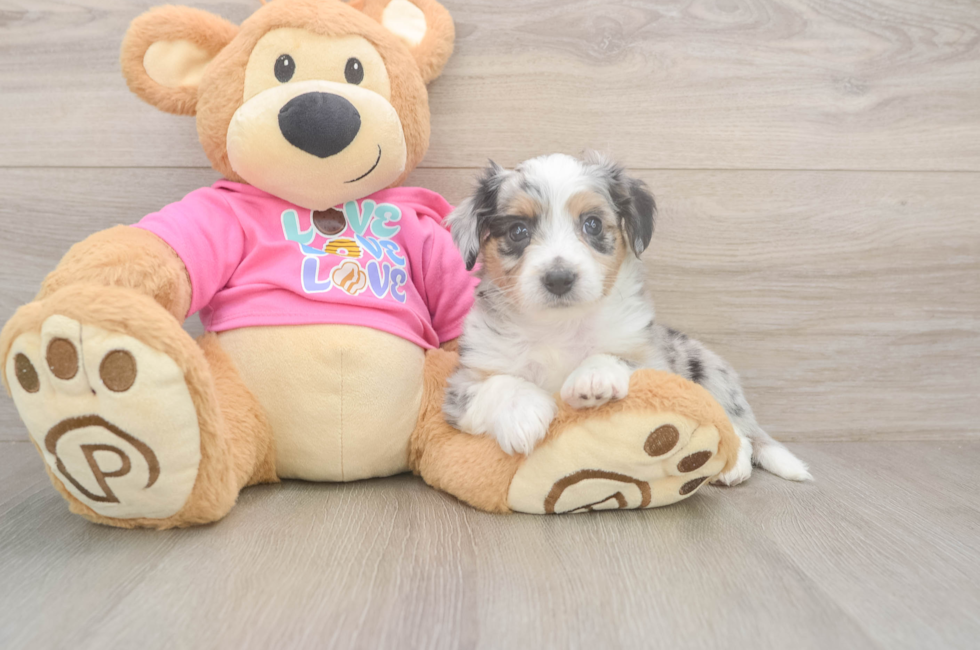 5 week old Aussiechon Puppy For Sale - Pilesgrove Pups