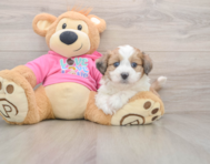 5 week old Aussiechon Puppy For Sale - Pilesgrove Pups