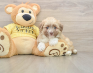 6 week old Aussiechon Puppy For Sale - Pilesgrove Pups