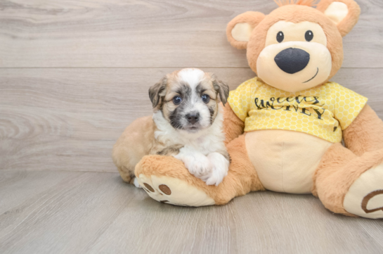 DAZ, a Aussiechon littermate