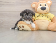 8 week old Aussiechon Puppy For Sale - Pilesgrove Pups