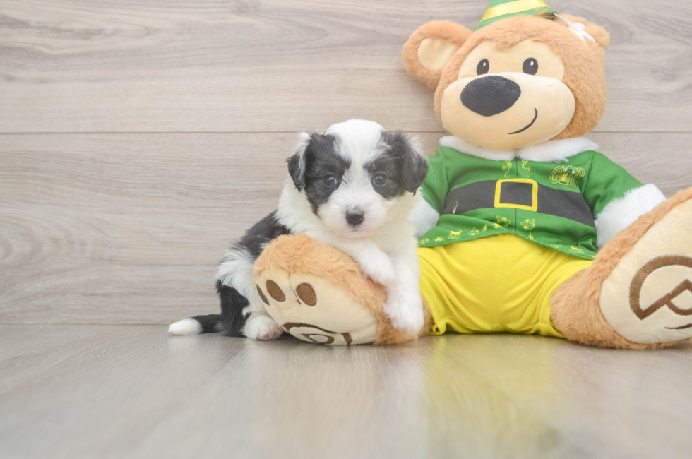 5 week old Aussiechon Puppy For Sale - Pilesgrove Pups