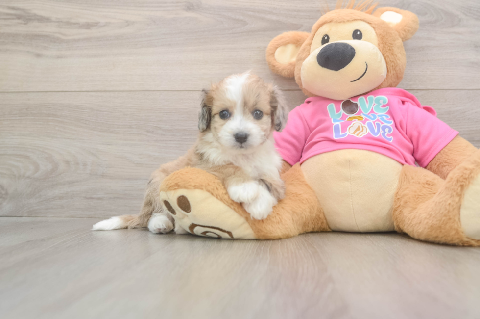 5 week old Aussiechon Puppy For Sale - Pilesgrove Pups