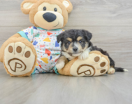 7 week old Aussiechon Puppy For Sale - Pilesgrove Pups