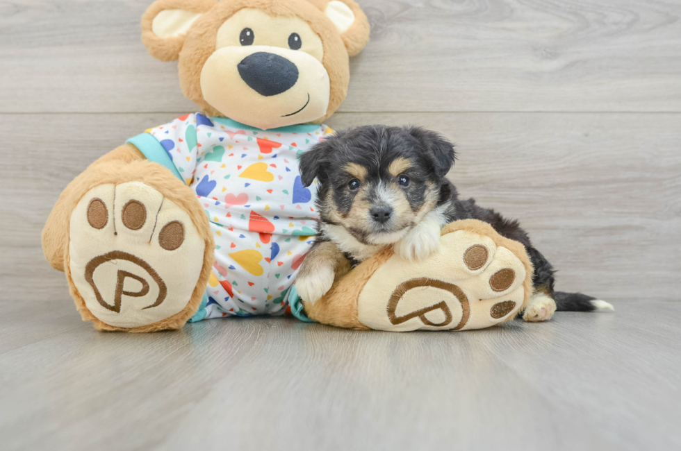 5 week old Aussiechon Puppy For Sale - Pilesgrove Pups