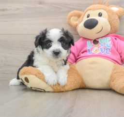 7 week old Aussiechon Puppy For Sale - Pilesgrove Pups