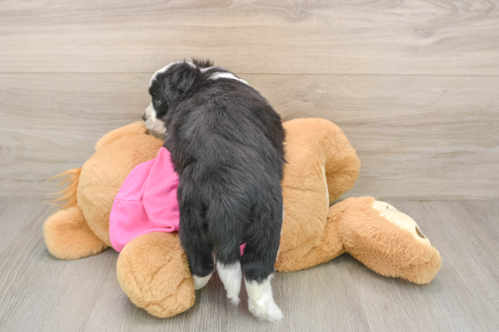 Aussiechon Pup Being Cute
