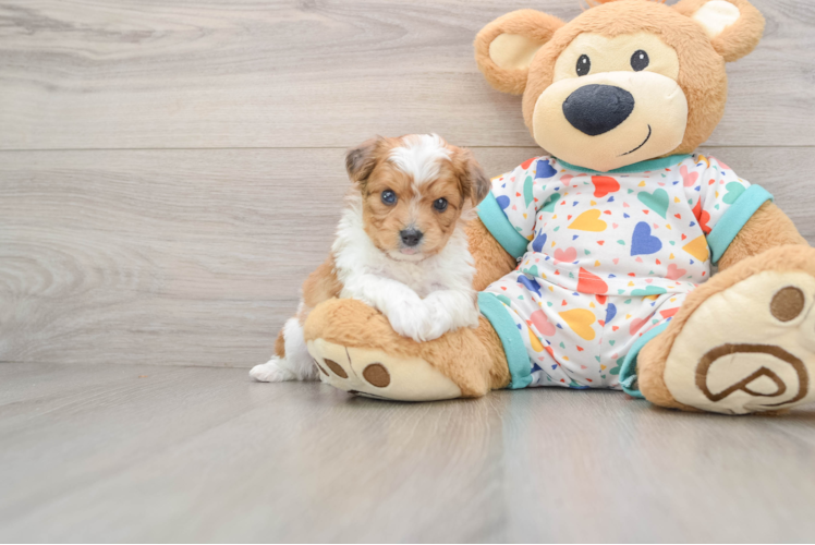 Adorable Aussie Bichon Designer Puppy