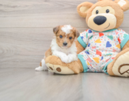 8 week old Aussiechon Puppy For Sale - Pilesgrove Pups