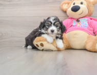 7 week old Aussiechon Puppy For Sale - Pilesgrove Pups