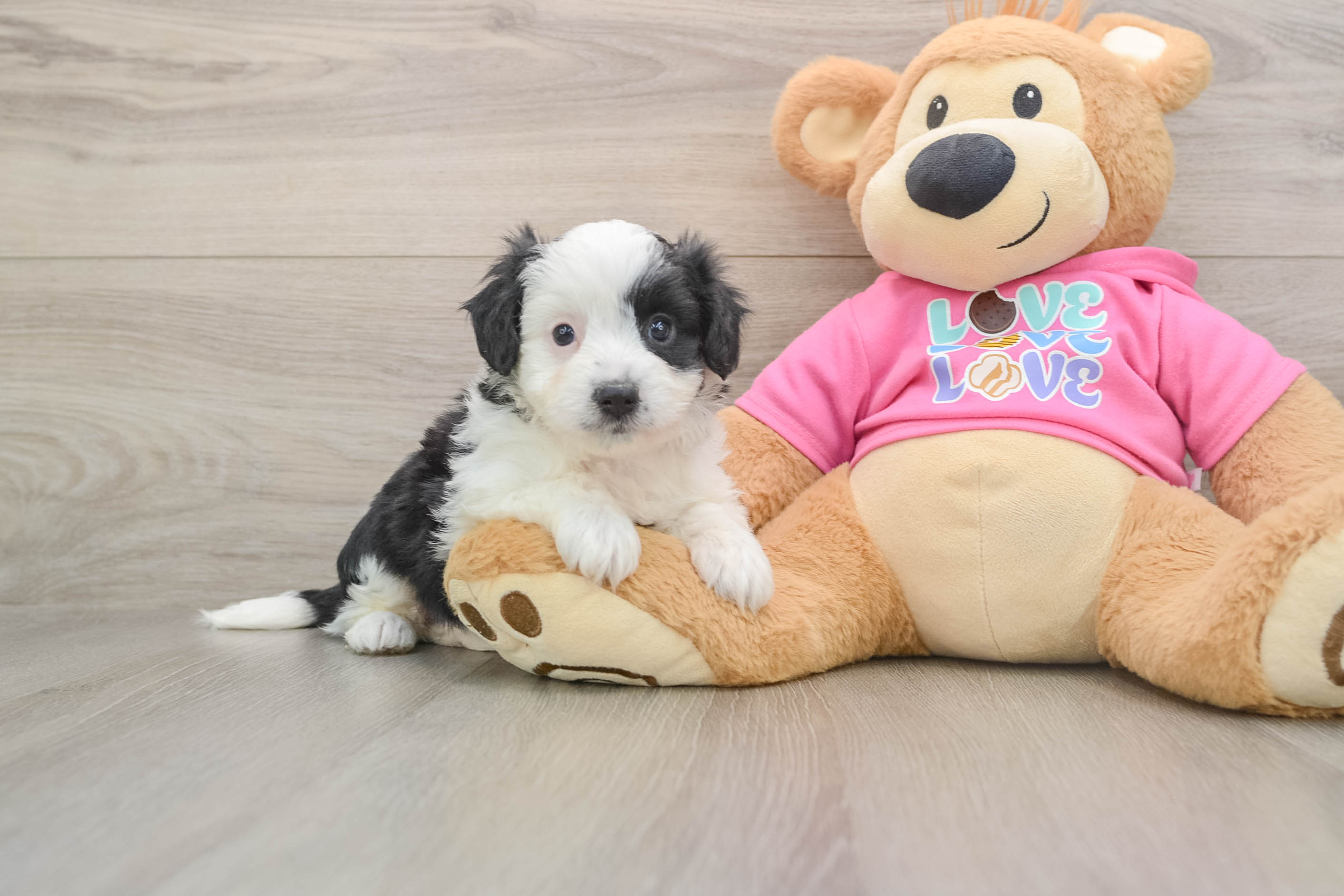 Best Aussiechon Baby