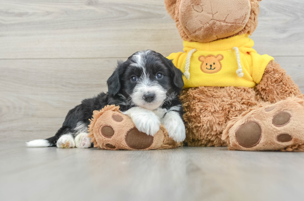 6 week old Aussiechon Puppy For Sale - Pilesgrove Pups