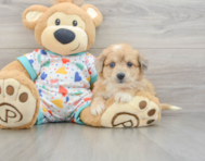8 week old Aussiechon Puppy For Sale - Pilesgrove Pups