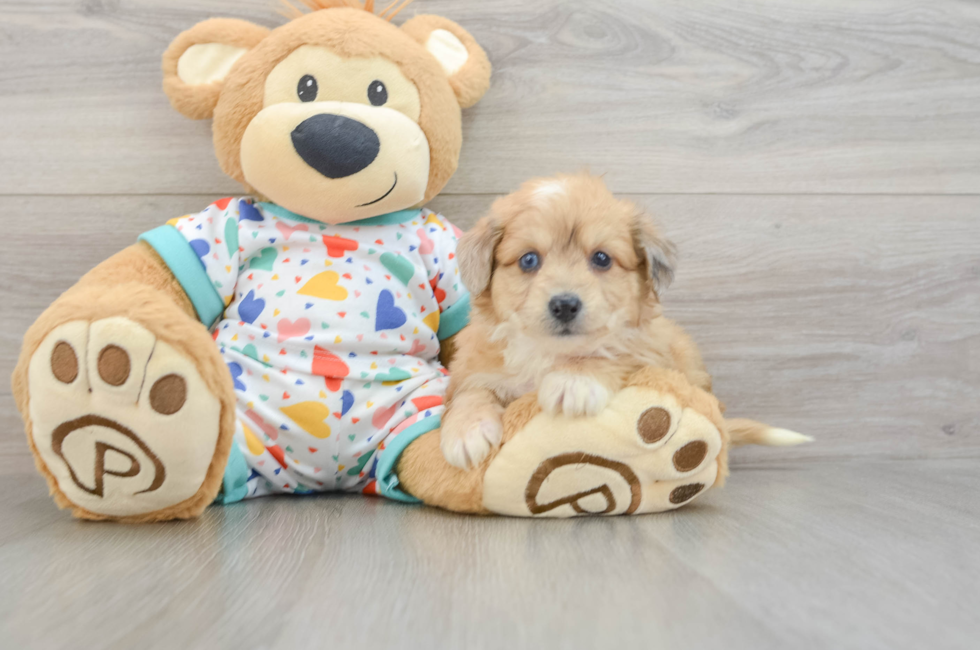 5 week old Aussiechon Puppy For Sale - Pilesgrove Pups