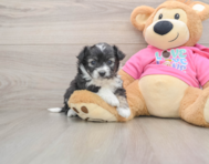 6 week old Aussiechon Puppy For Sale - Pilesgrove Pups