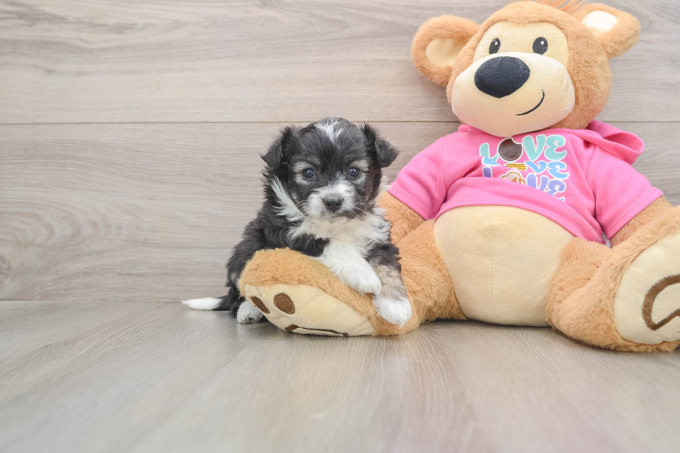 Aussiechon Puppy for Adoption