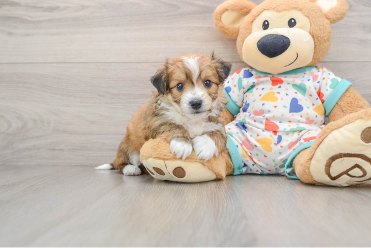 Aussiechon Pup Being Cute