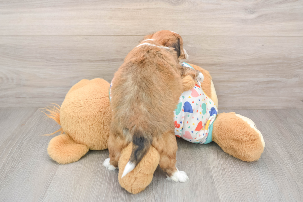 Aussiechon Pup Being Cute