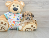 7 week old Aussiechon Puppy For Sale - Pilesgrove Pups