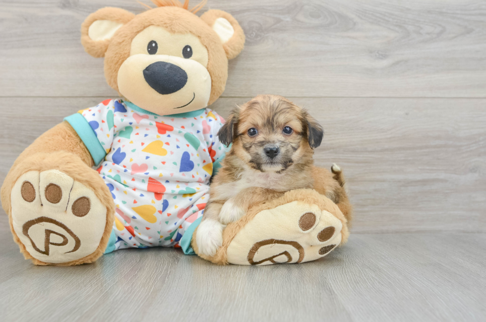 5 week old Aussiechon Puppy For Sale - Pilesgrove Pups