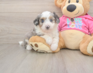 6 week old Aussiechon Puppy For Sale - Pilesgrove Pups