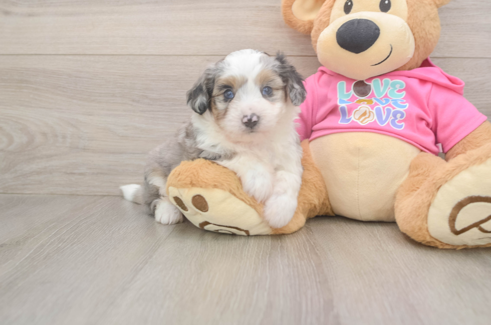 6 week old Aussiechon Puppy For Sale - Pilesgrove Pups