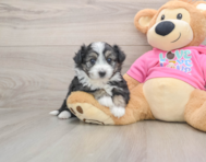 5 week old Aussiechon Puppy For Sale - Pilesgrove Pups