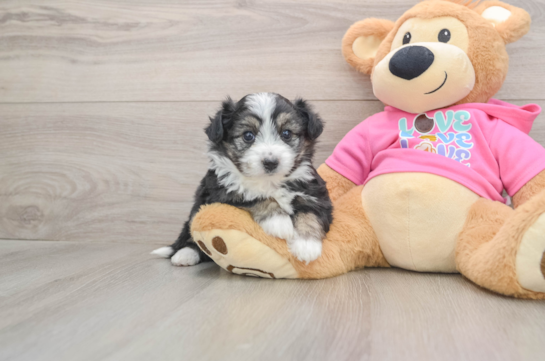 Hypoallergenic Aussie Bichon Designer Puppy