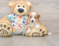 7 week old Aussiechon Puppy For Sale - Pilesgrove Pups