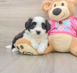 7 week old Aussiechon Puppy For Sale - Pilesgrove Pups