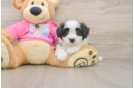 Aussiechon Puppy for Adoption