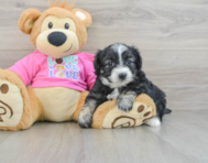 7 week old Aussiechon Puppy For Sale - Pilesgrove Pups