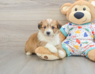 8 week old Aussiechon Puppy For Sale - Pilesgrove Pups