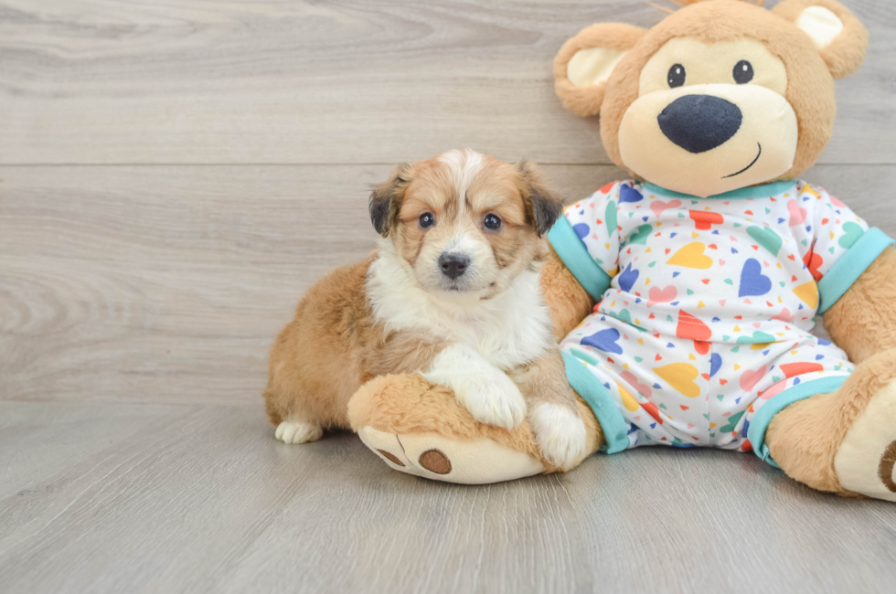 5 week old Aussiechon Puppy For Sale - Pilesgrove Pups