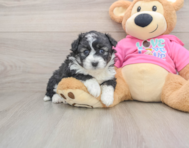 6 week old Aussiechon Puppy For Sale - Pilesgrove Pups