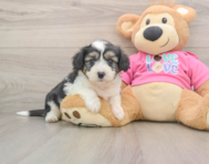 8 week old Aussiechon Puppy For Sale - Pilesgrove Pups