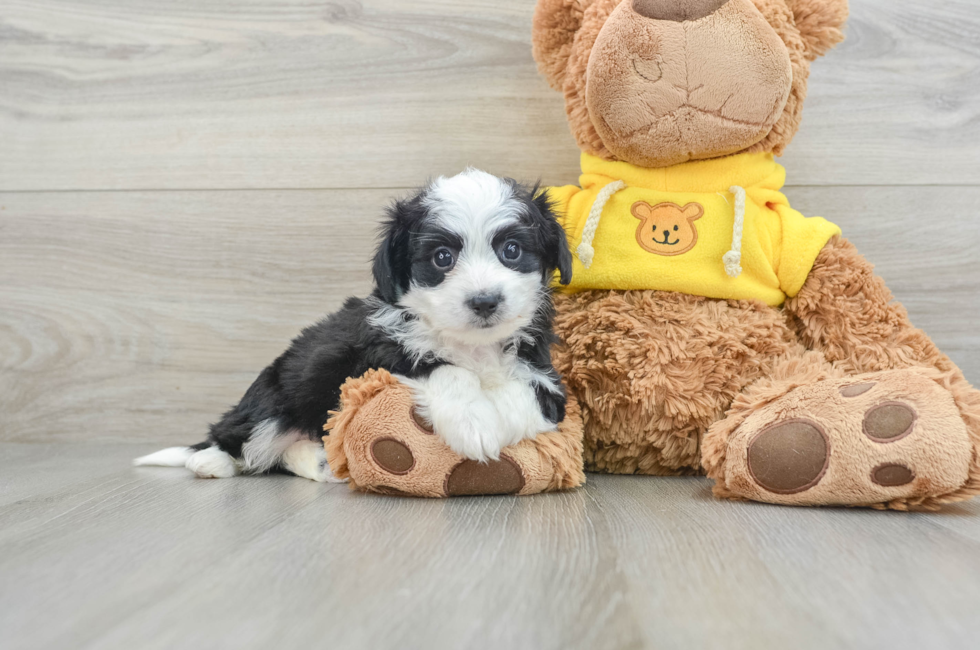 6 week old Aussiechon Puppy For Sale - Pilesgrove Pups