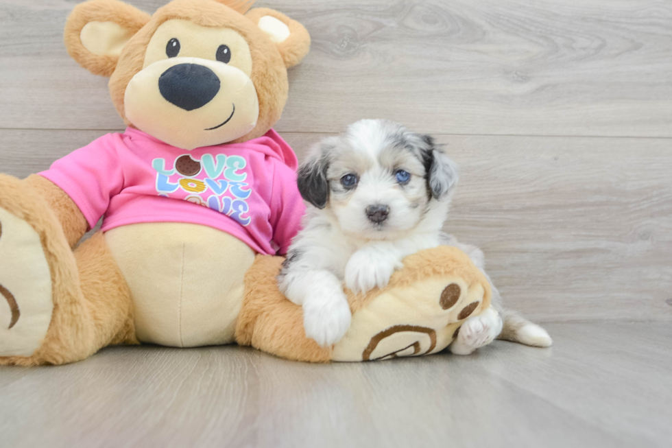 Aussiechon Pup Being Cute