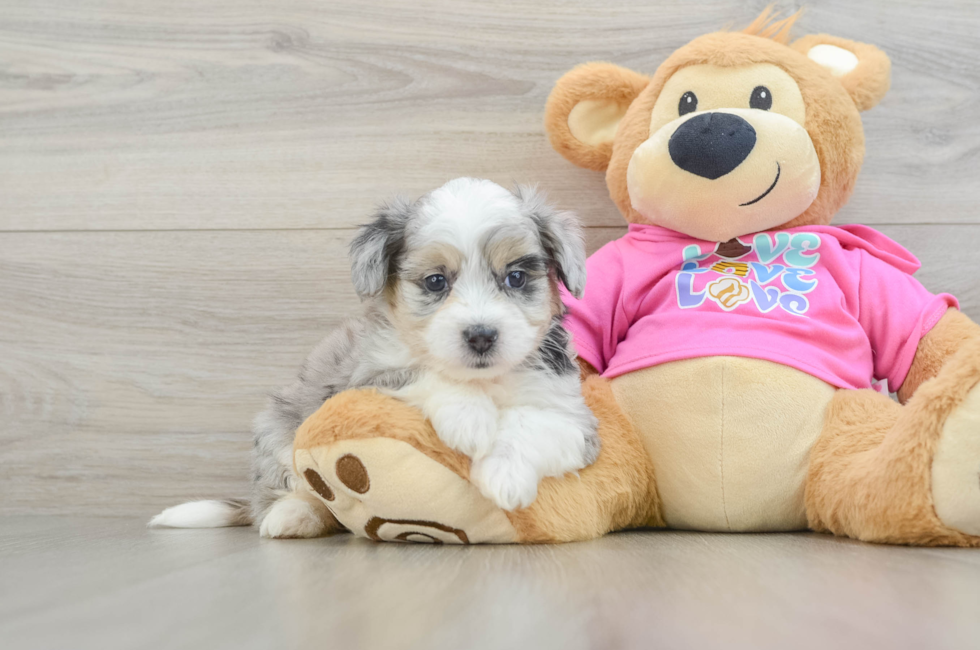 6 week old Aussiechon Puppy For Sale - Pilesgrove Pups