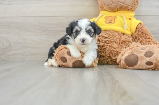 Aussiechon Pup Being Cute