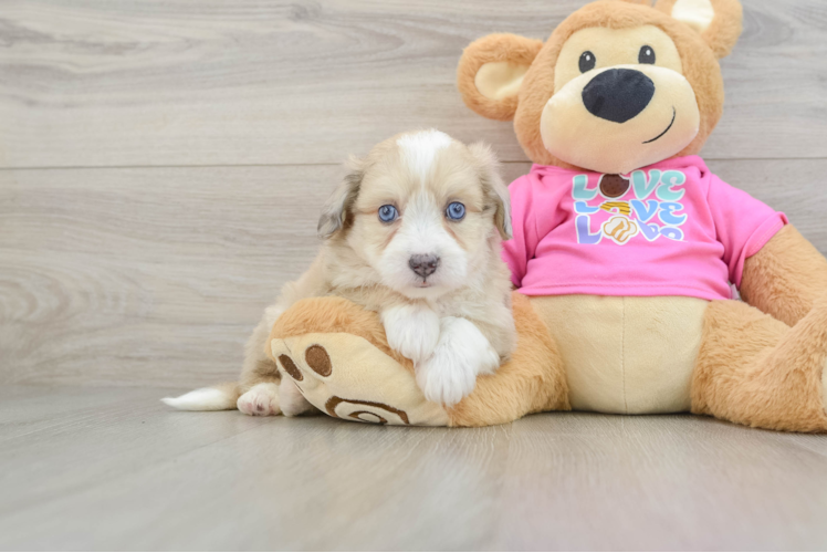 Aussiechon Puppy for Adoption