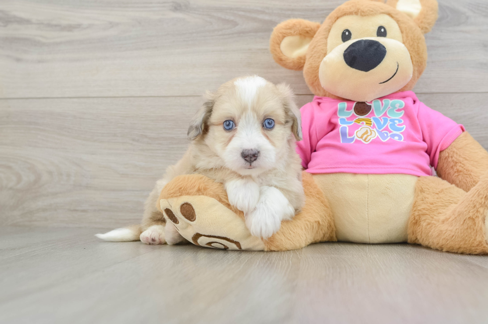 6 week old Aussiechon Puppy For Sale - Pilesgrove Pups