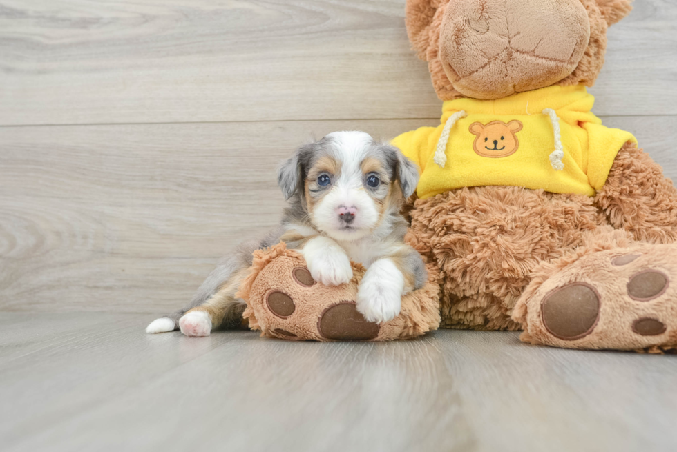 Aussiechon Pup Being Cute