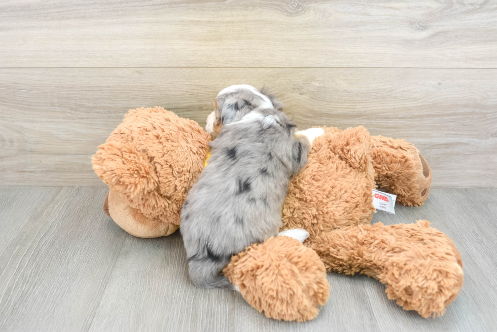 Fluffy Aussiechon Designer Pup