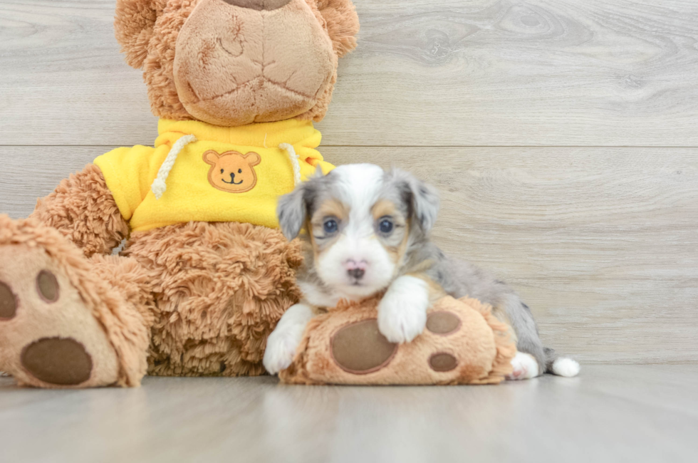 5 week old Aussiechon Puppy For Sale - Pilesgrove Pups