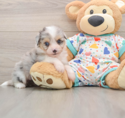 6 week old Aussiechon Puppy For Sale - Pilesgrove Pups