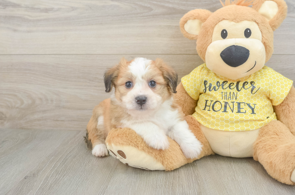 5 week old Aussiechon Puppy For Sale - Pilesgrove Pups