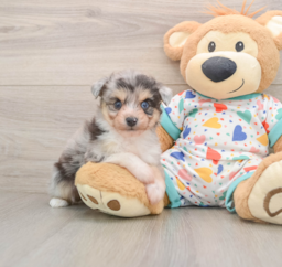 6 week old Aussiechon Puppy For Sale - Pilesgrove Pups